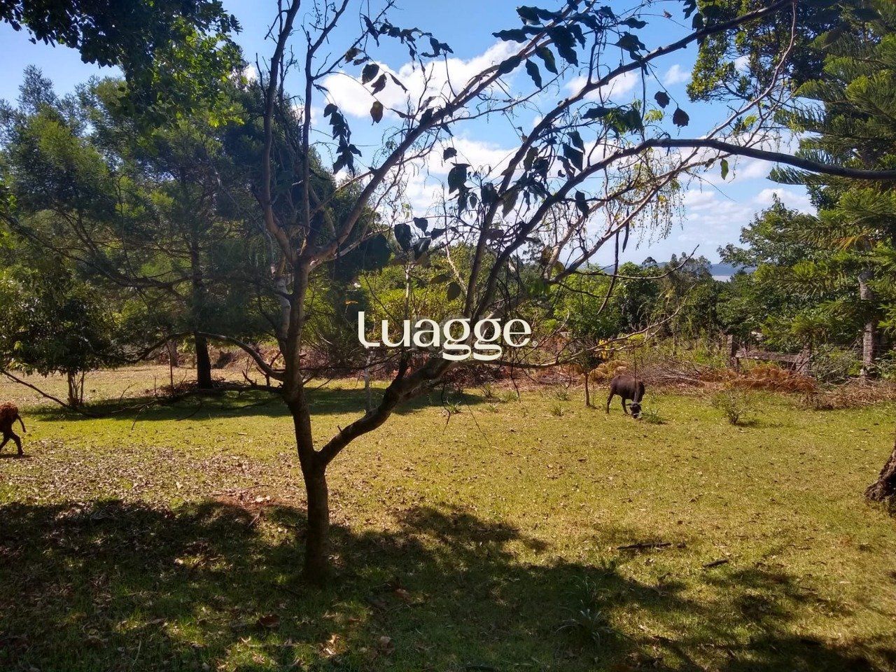 Sítio à venda com 3 quartos, 3961m² - Foto 11