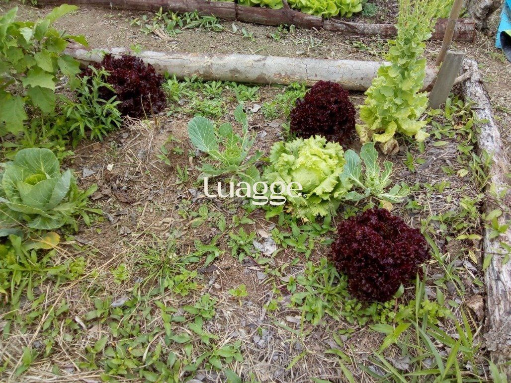 Terreno à venda, 1442m² - Foto 13
