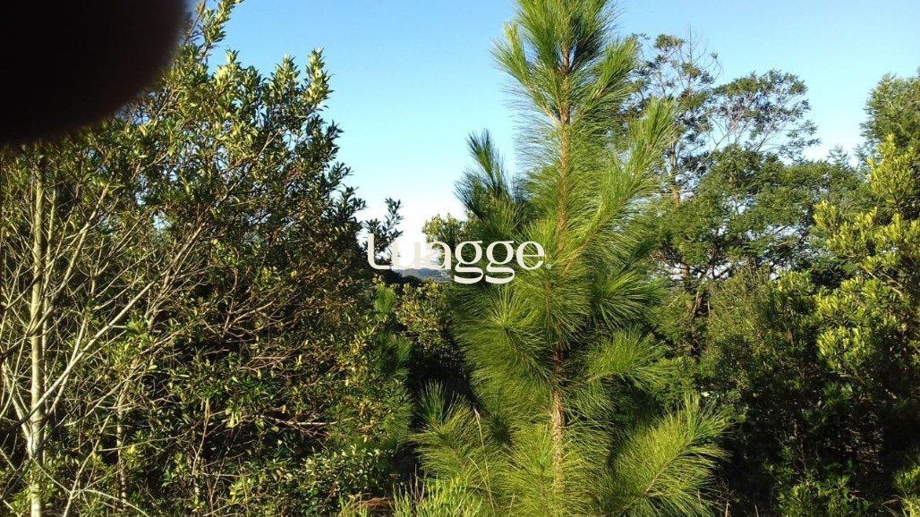 Sítio, 3001 m² - Foto 27