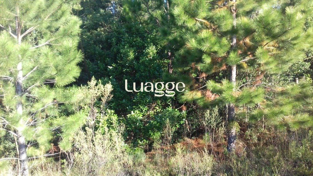 Sítio, 3001 m² - Foto 2