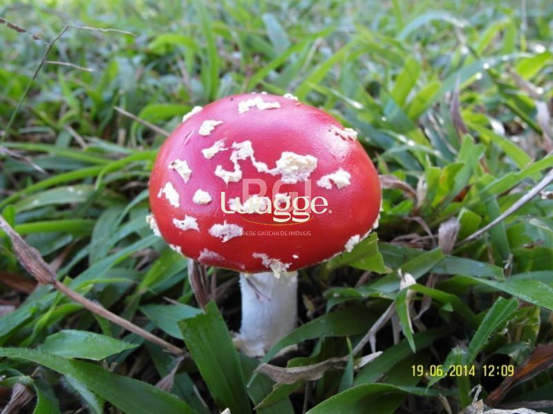 Terreno, 4 hectares - Foto 16