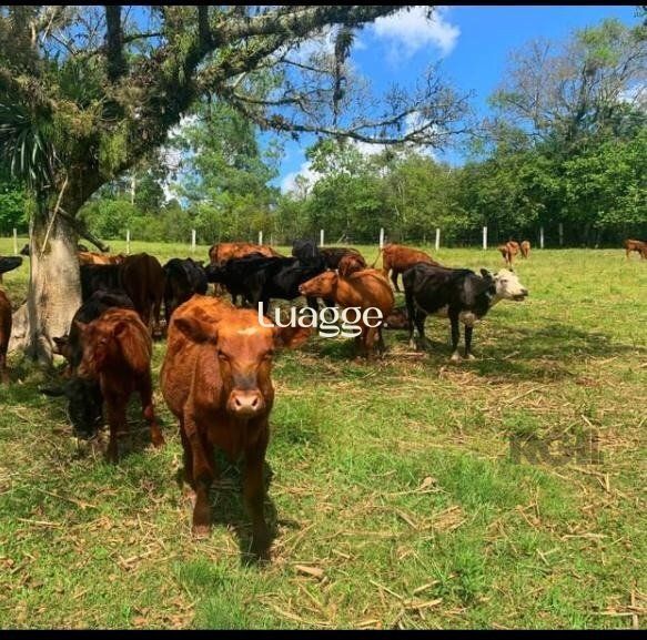 Fazenda à venda com 4 quartos, 22002m² - Foto 7