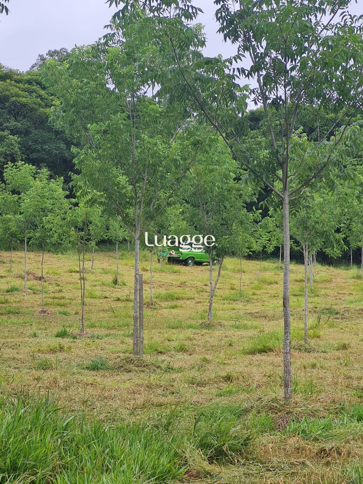 Terreno, 97 hectares - Foto 4