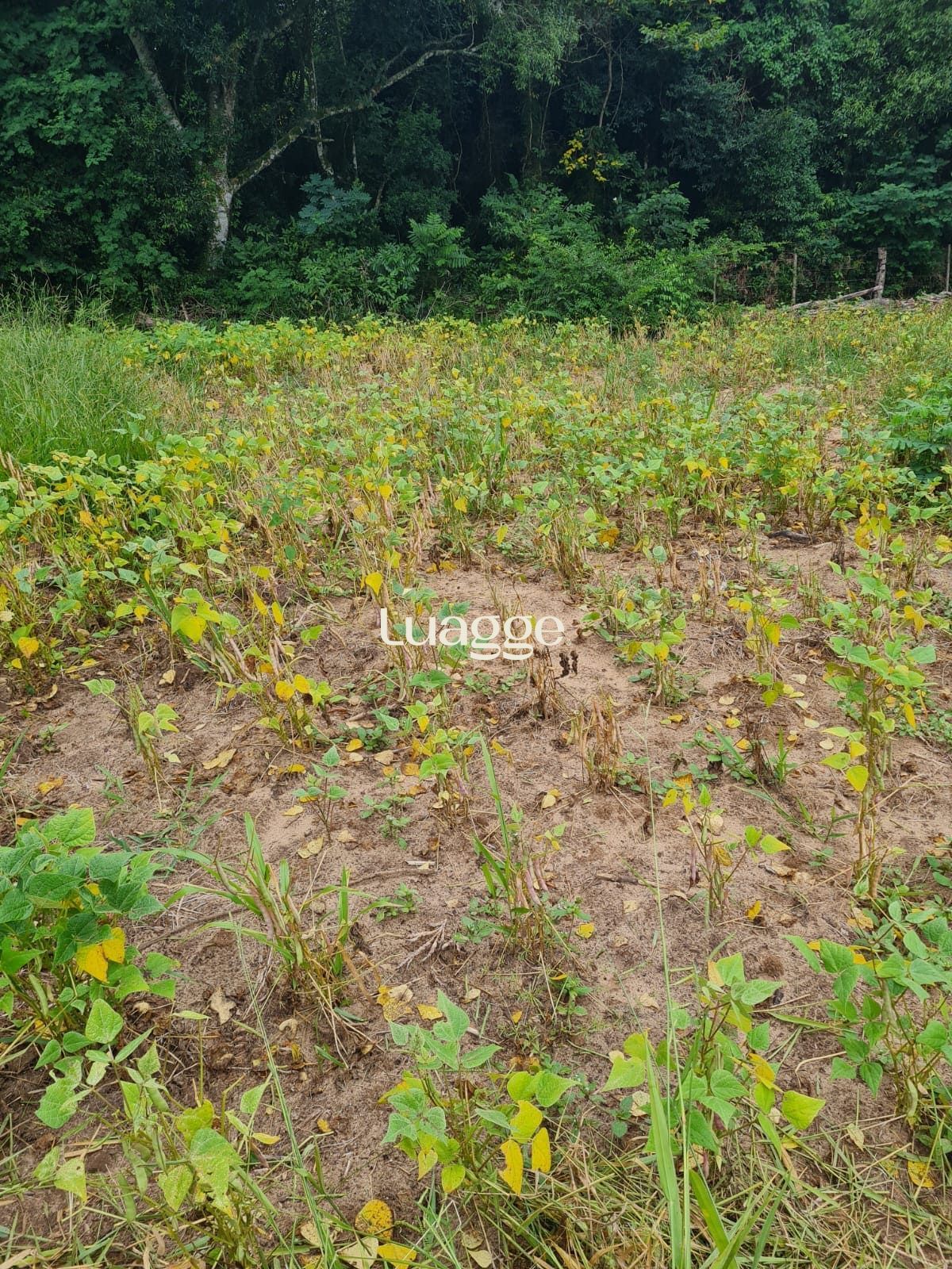 Terreno, 97 hectares - Foto 5