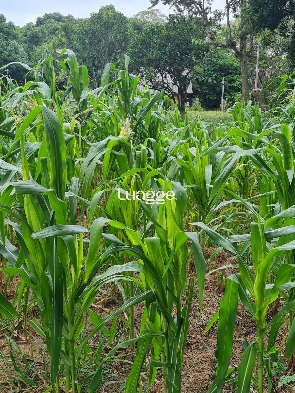 Terreno, 97 hectares - Foto 6