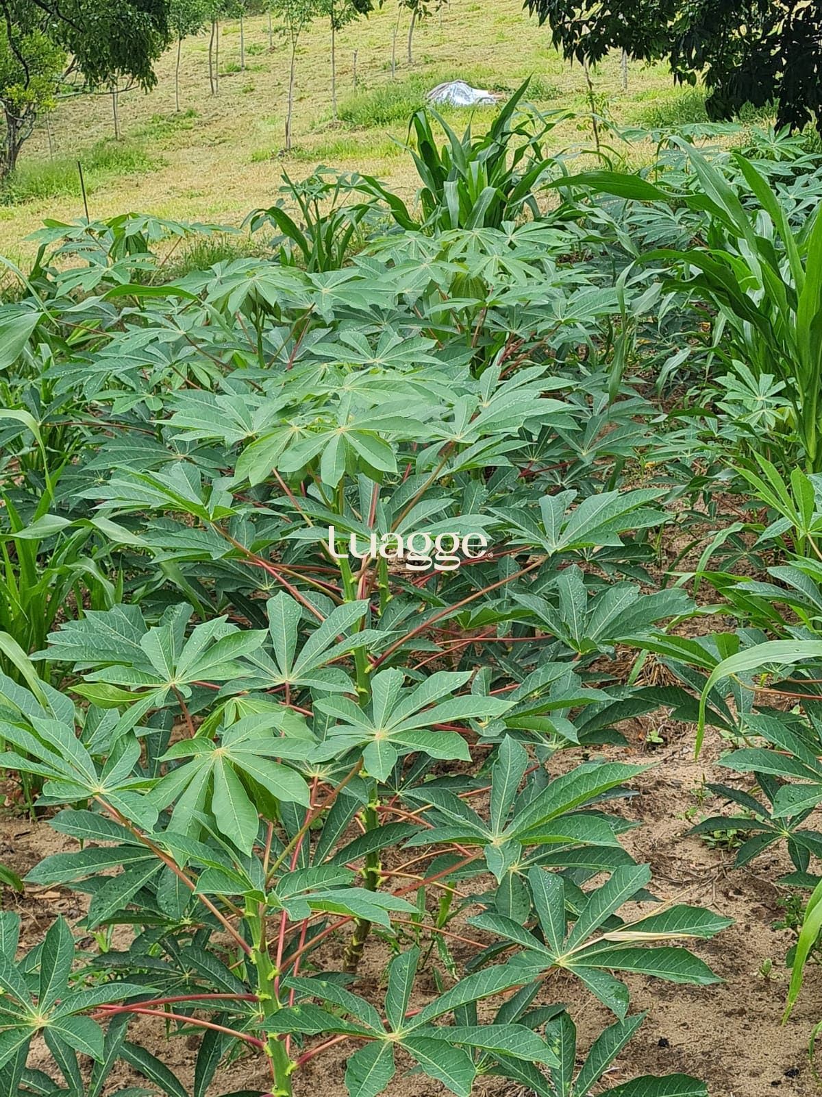 Terreno, 97 hectares - Foto 3