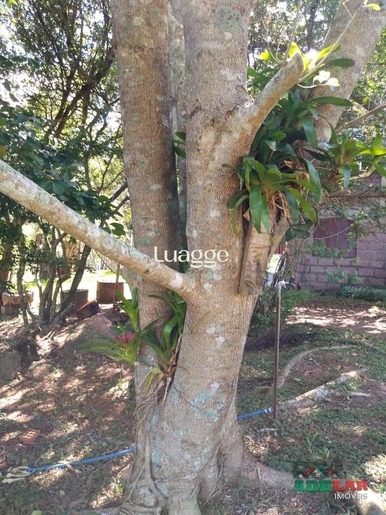 Sítio à venda com 4 quartos, 76739m² - Foto 35