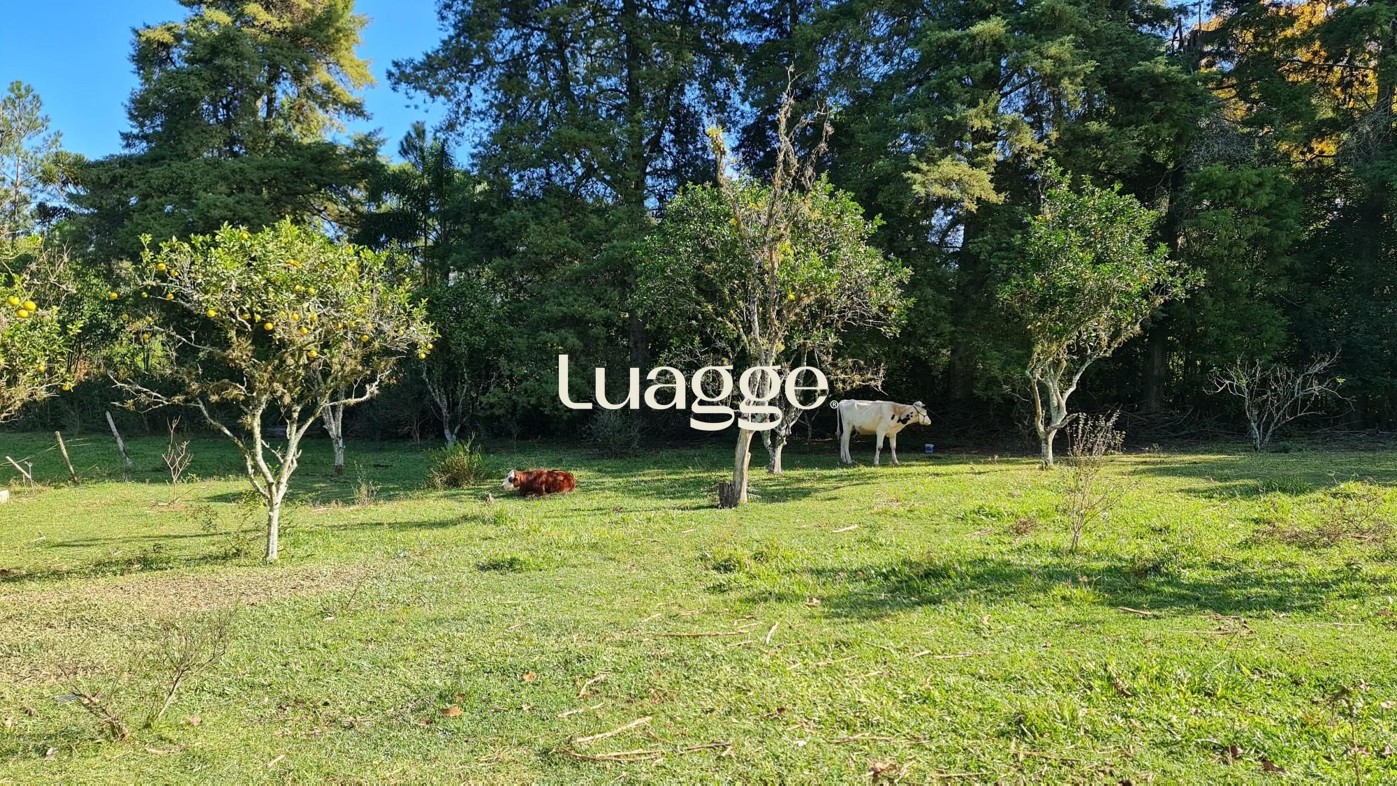 Chácara à venda com 2 quartos, 2m² - Foto 18