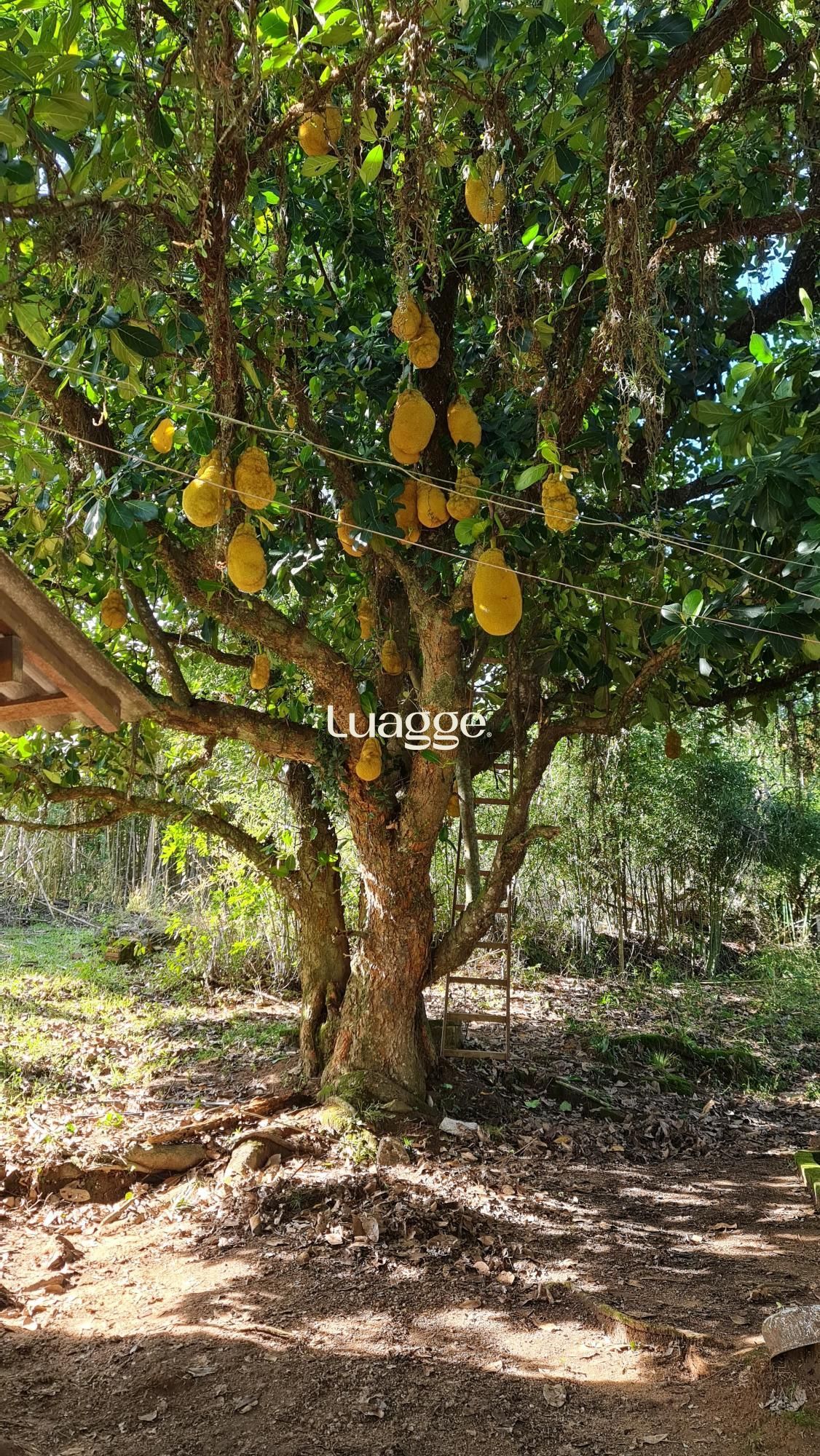 Chácara à venda com 2 quartos, 2m² - Foto 12
