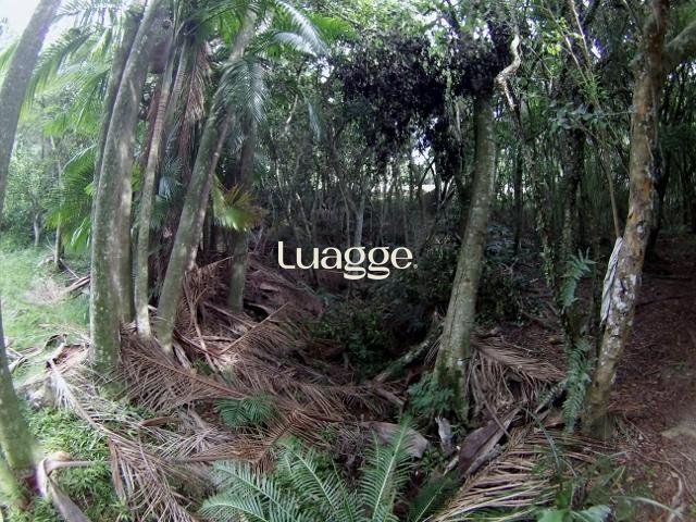 Sítio, 6681 m² - Foto 11