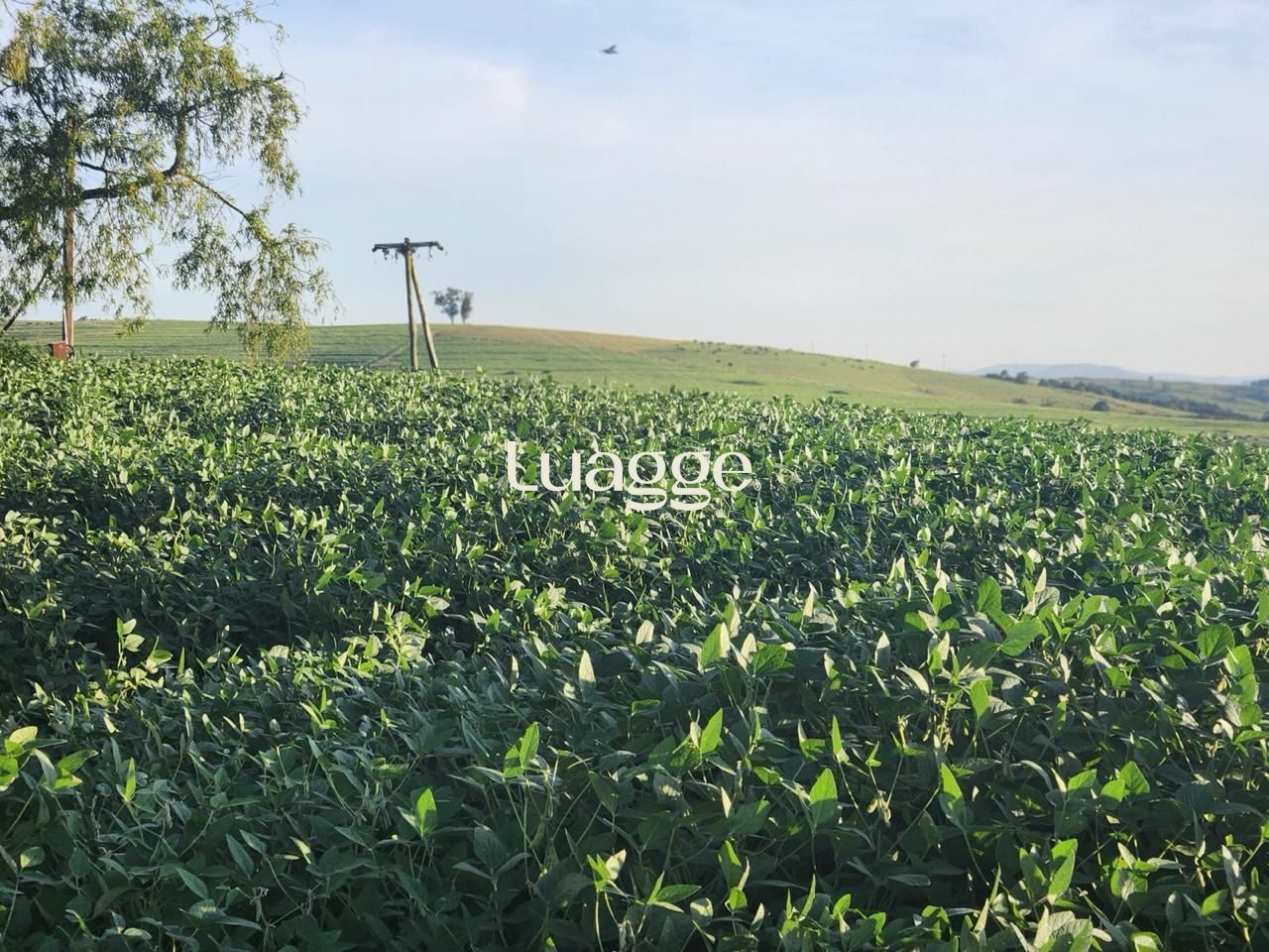 Fazenda à venda com 3 quartos, 251m² - Foto 5