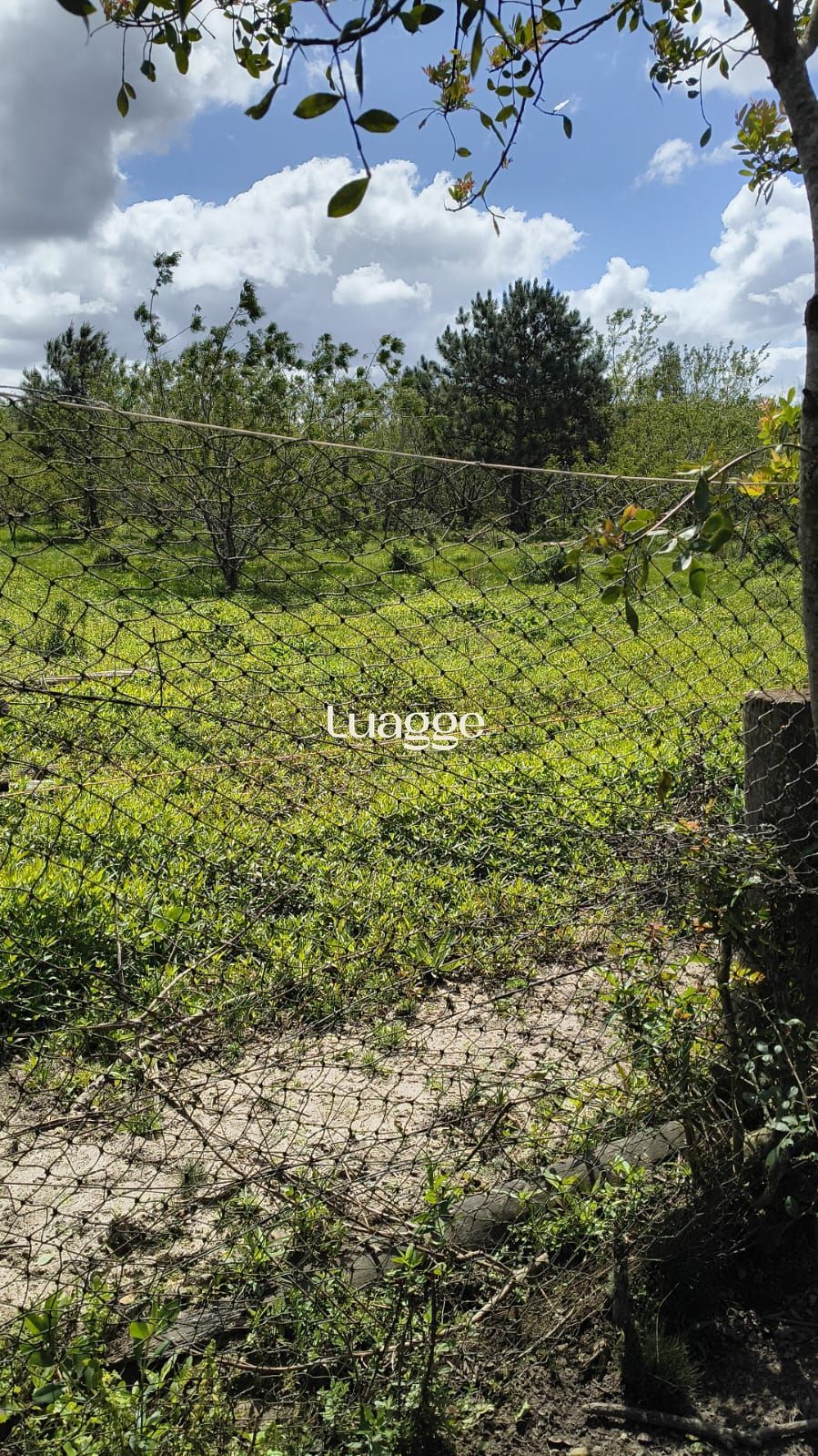 Terreno, à venda, Lami - Porto Alegre — foto 4