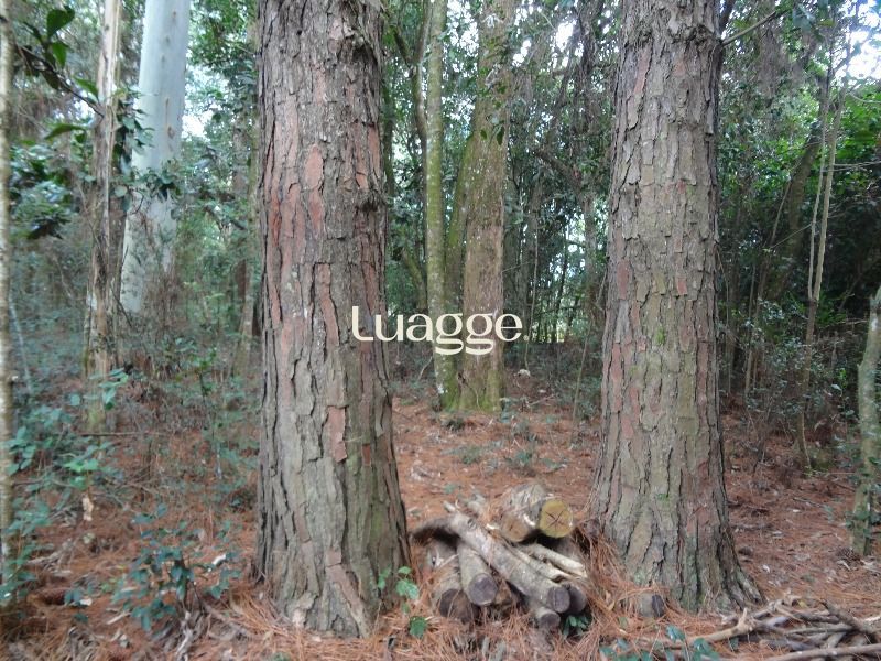 Terreno à venda, 145002m² - Foto 16