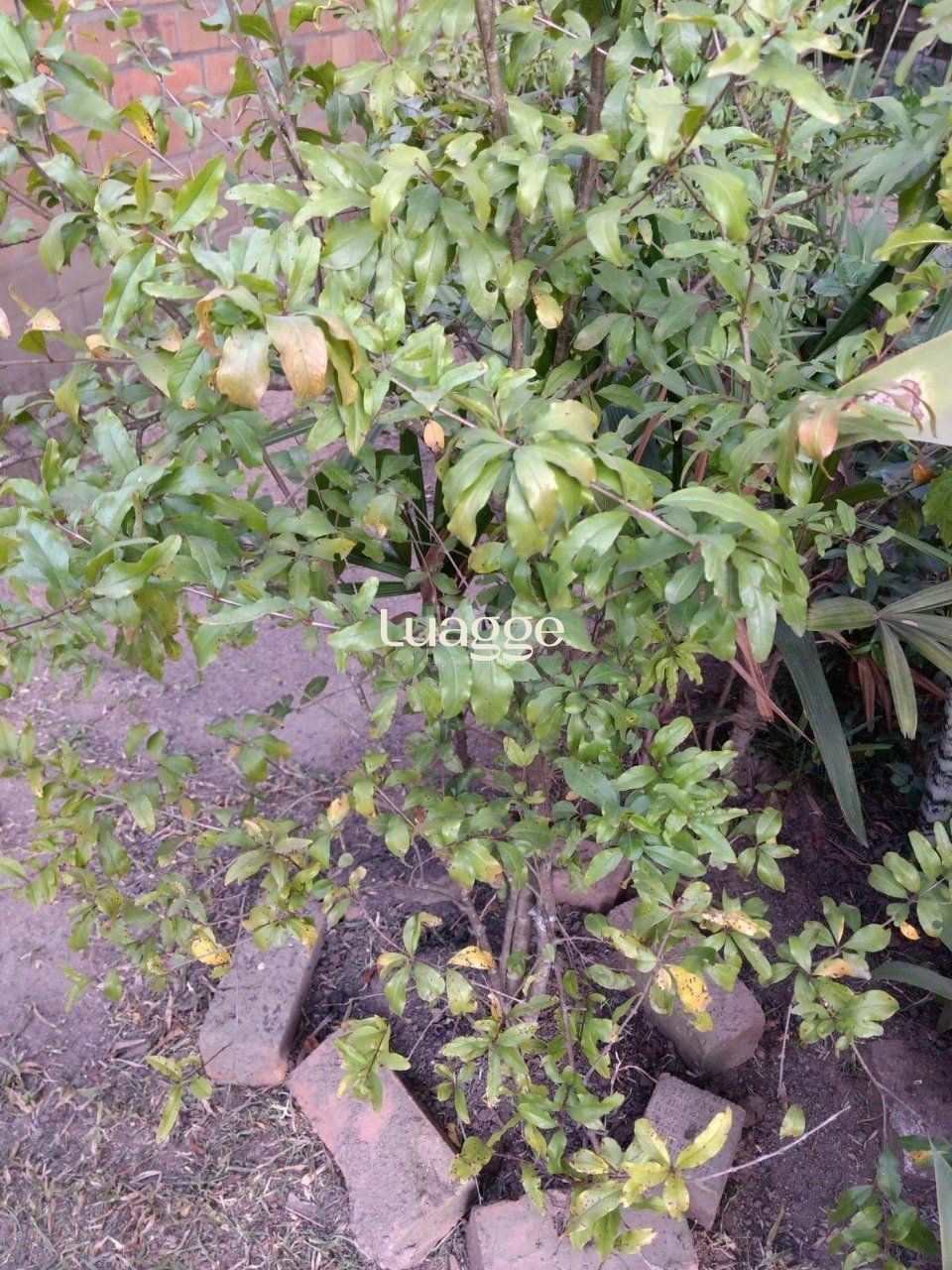 Sítio, 1 quarto, 6751 m² - Foto 14