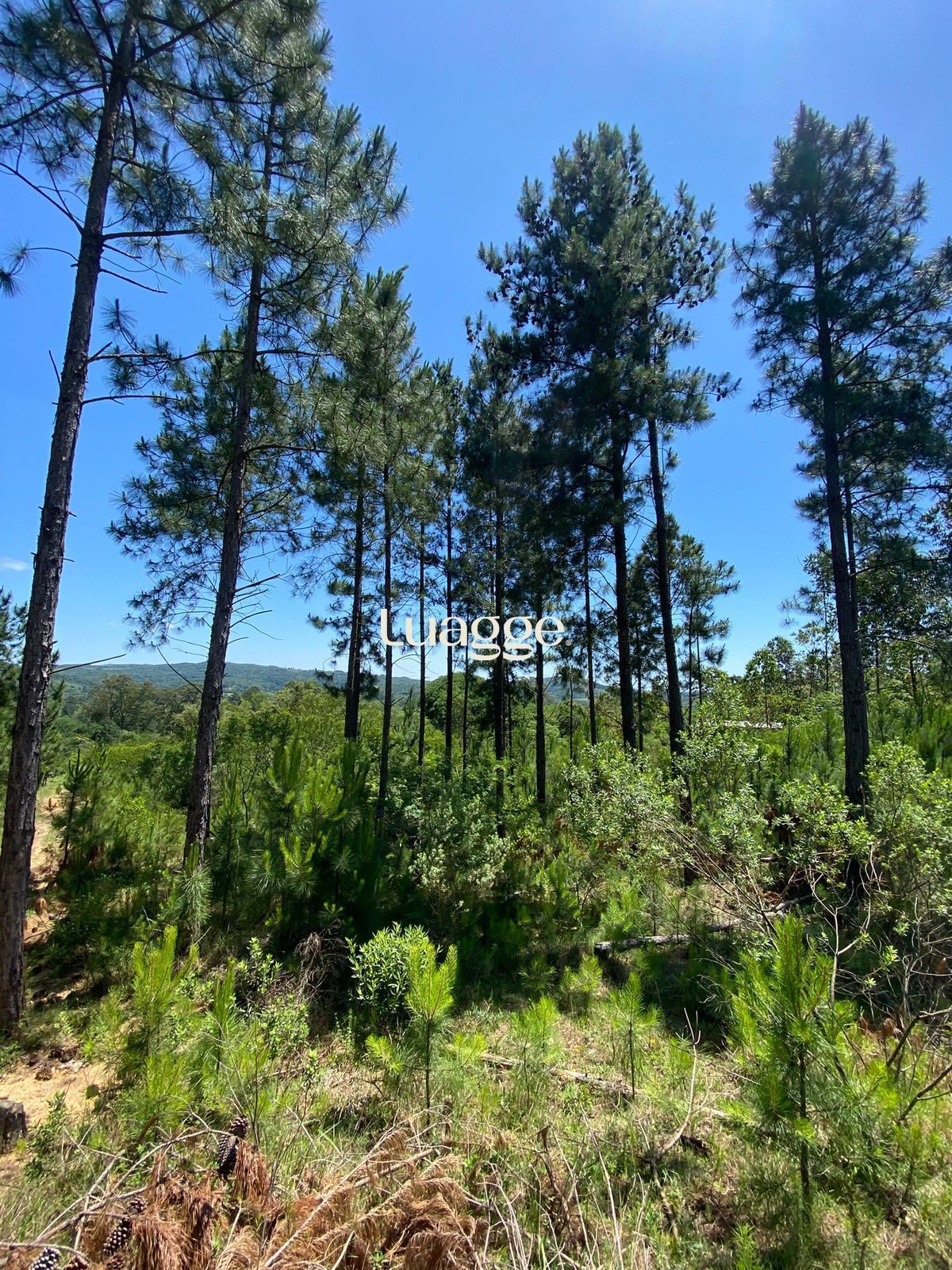 Depósito-Galpão-Armazém à venda, 401m² - Foto 6