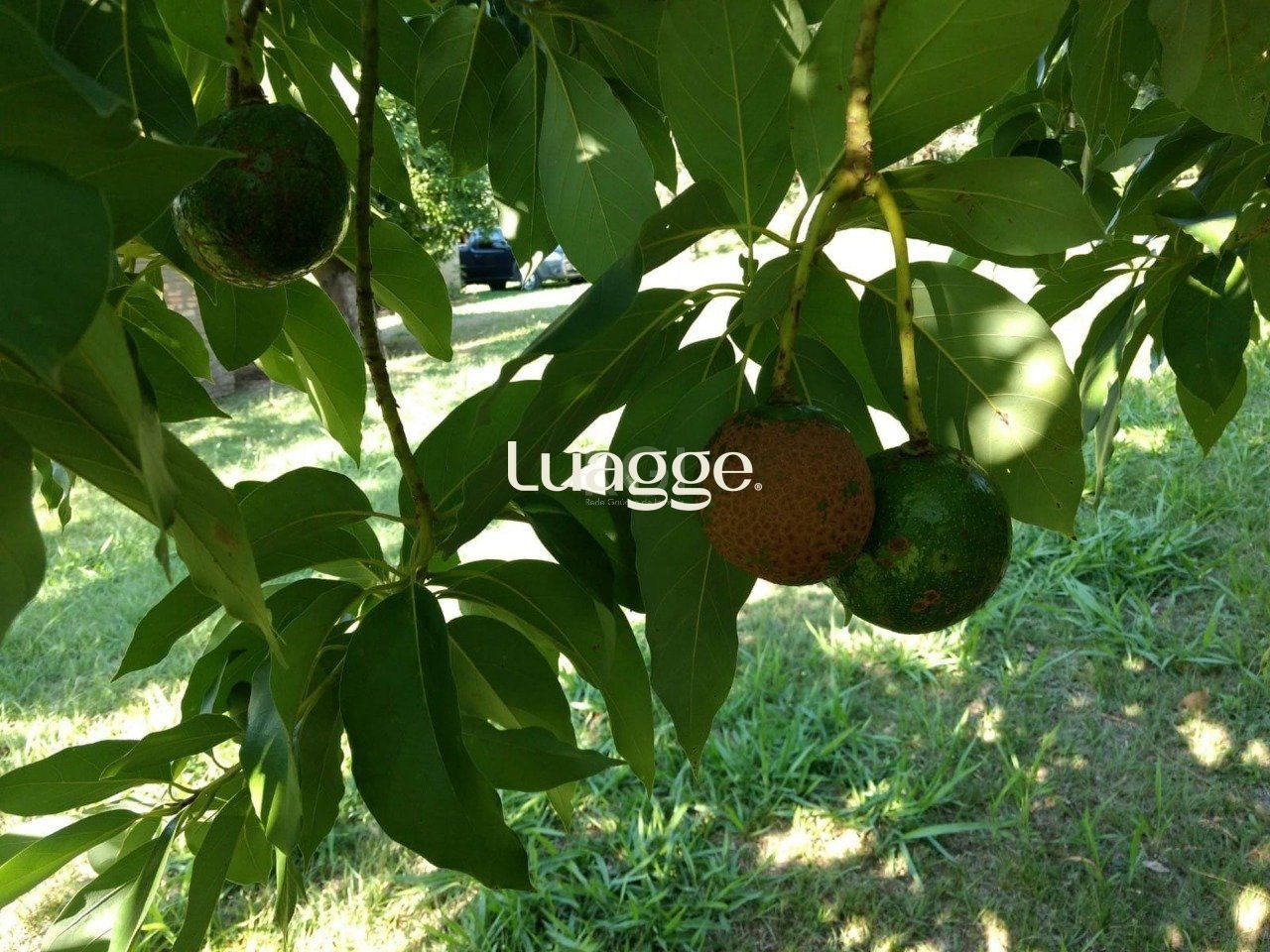 Sítio, 1 quarto, 6751 m² - Foto 7