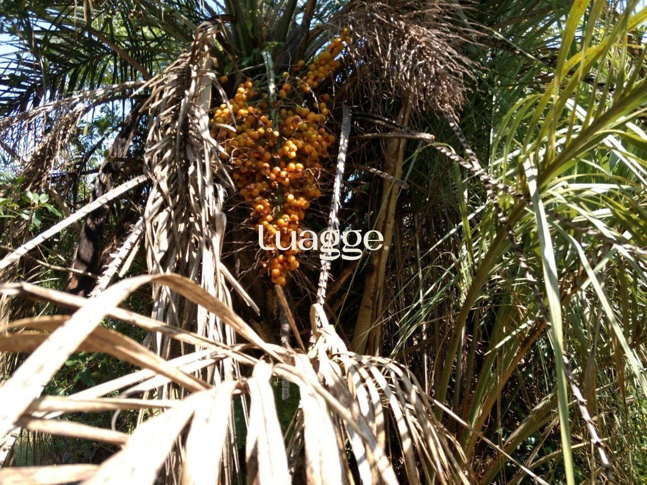 Sítio, 1 quarto, 6751 m² - Foto 18