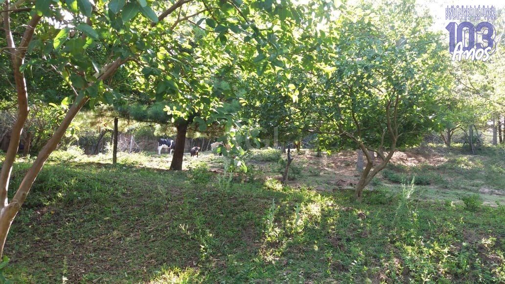 Terreno, 4 hectares - Foto 4