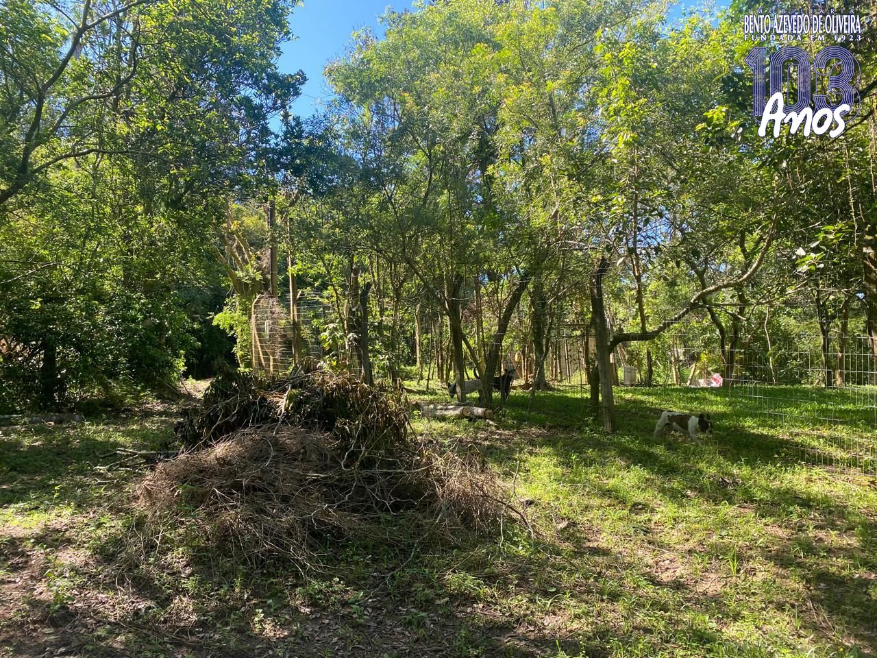 Terreno, 9750 m² - Foto 3