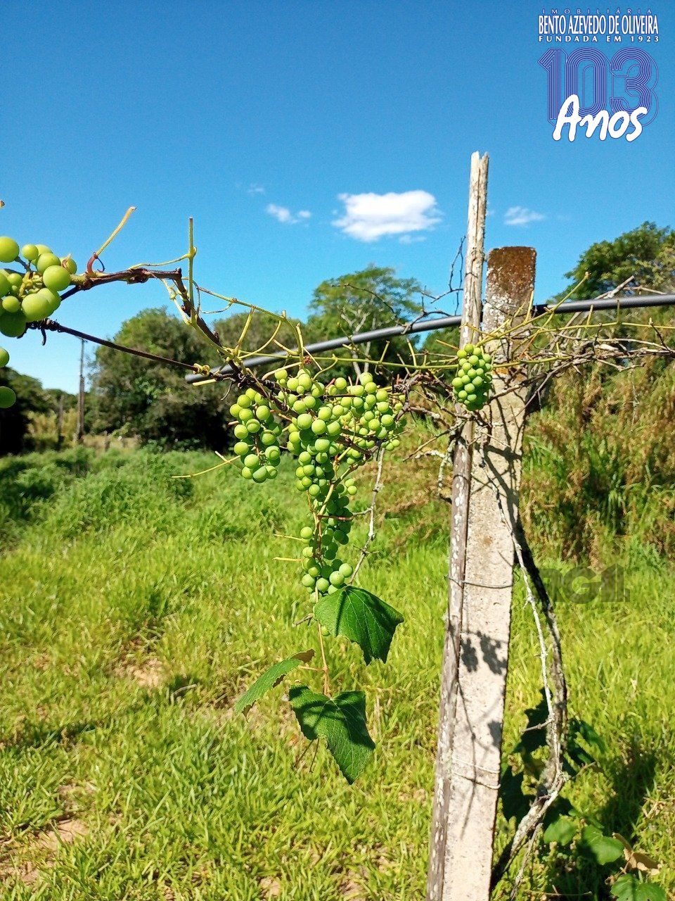 Chácara, 2 quartos, 2 hectares - Foto 90