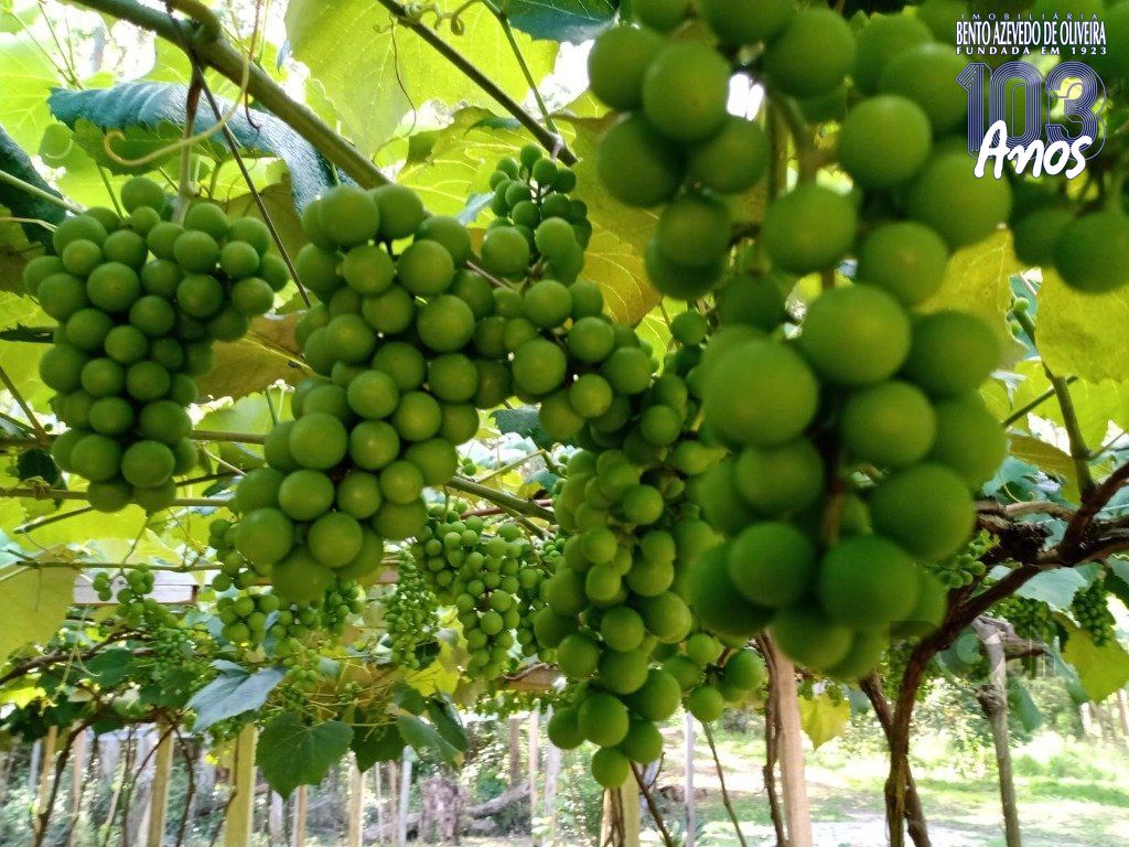 Fazenda, 42 hectares - Foto 3