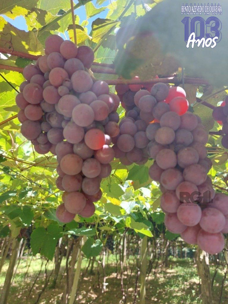 Fazenda, 42 hectares - Foto 74