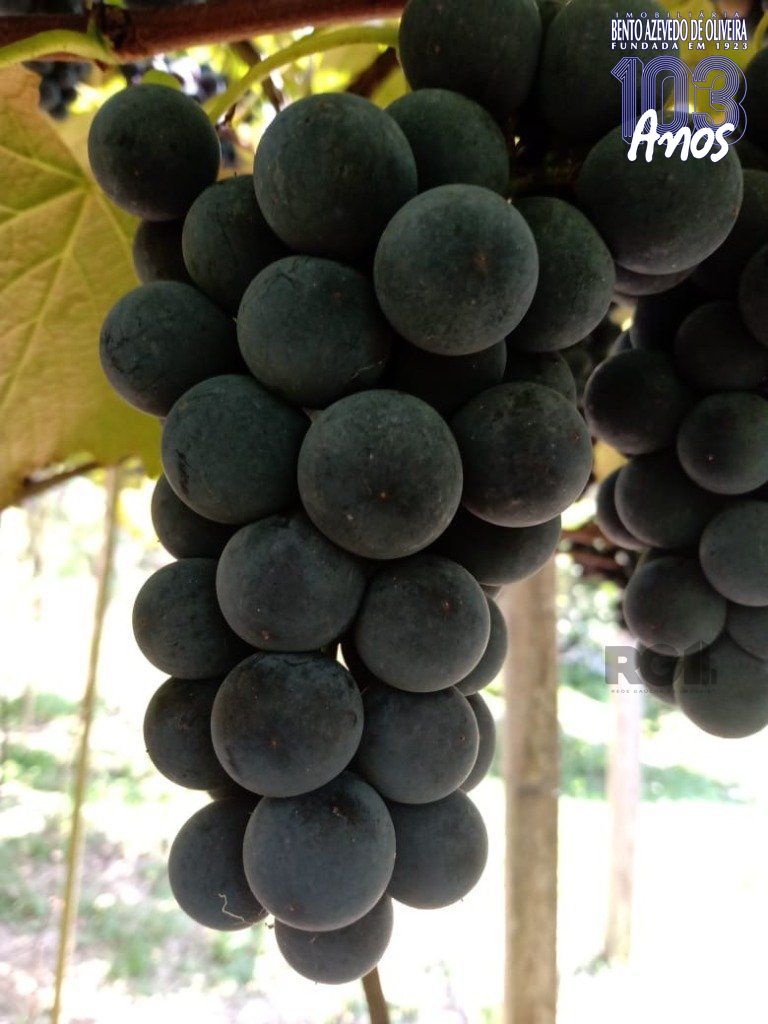 Fazenda, 42 hectares - Foto 7
