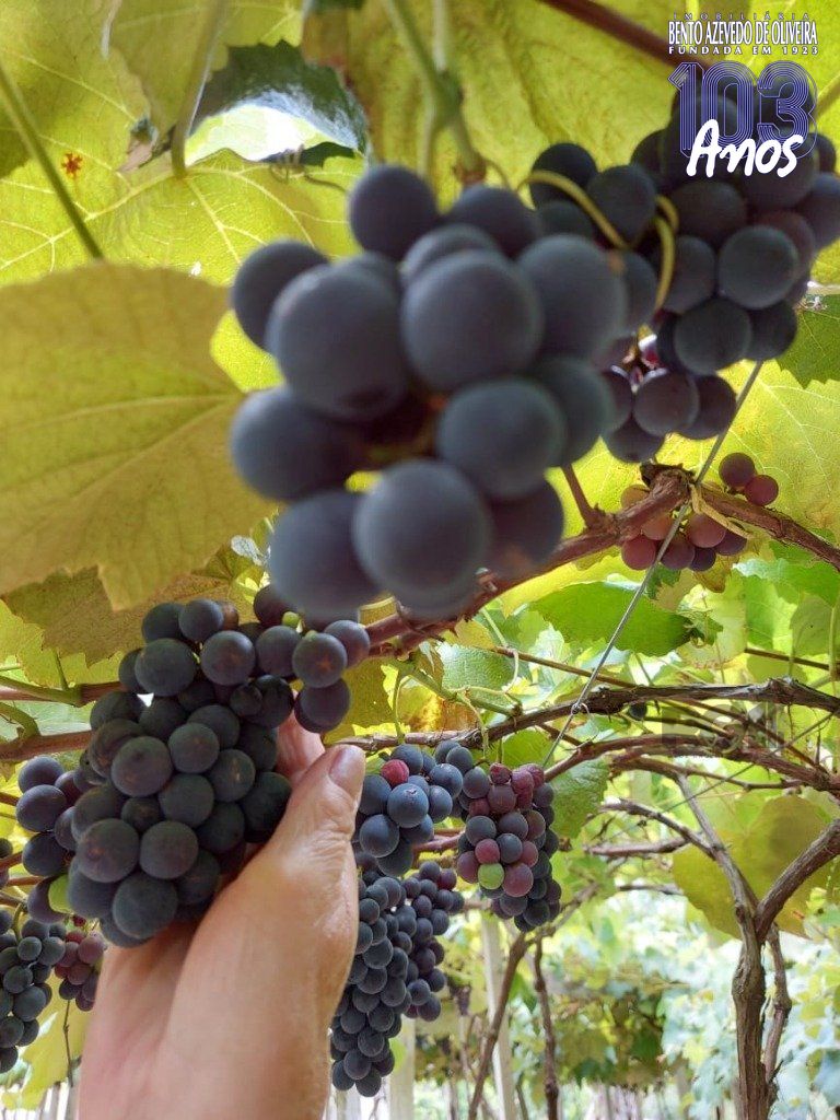 Fazenda, 42 hectares - Foto 72