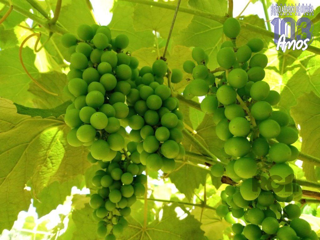 Fazenda, 42 hectares - Foto 60