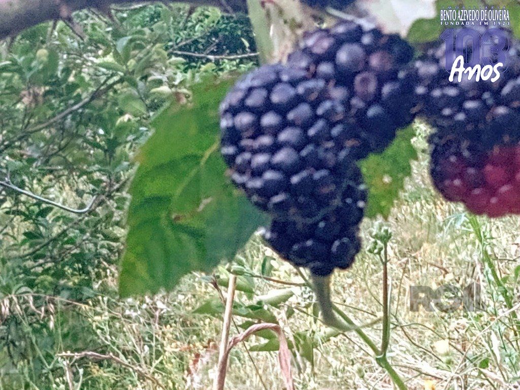 Fazenda, 42 hectares - Foto 49