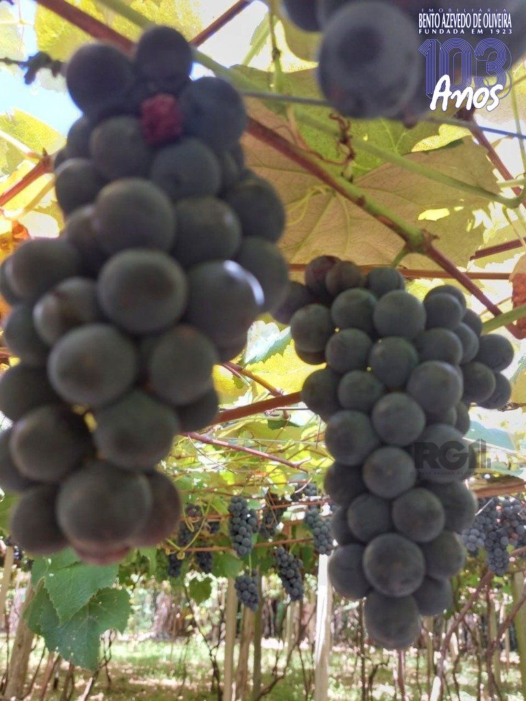 Fazenda, 42 hectares - Foto 2