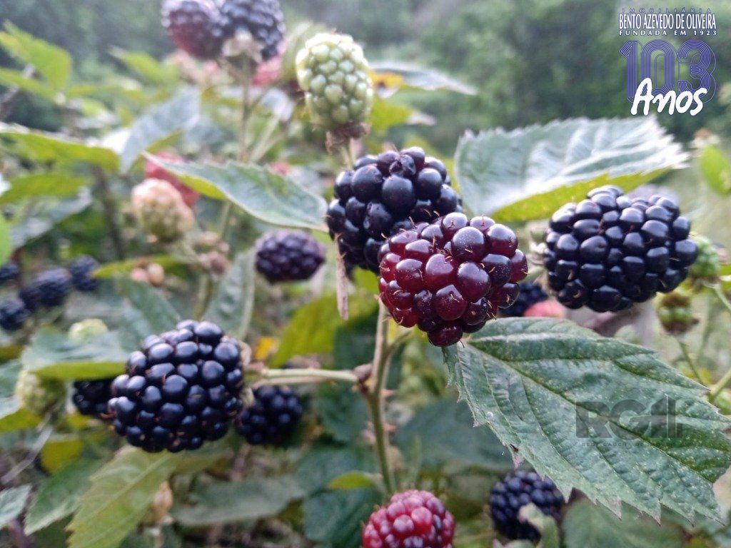 Fazenda, 42 hectares - Foto 48