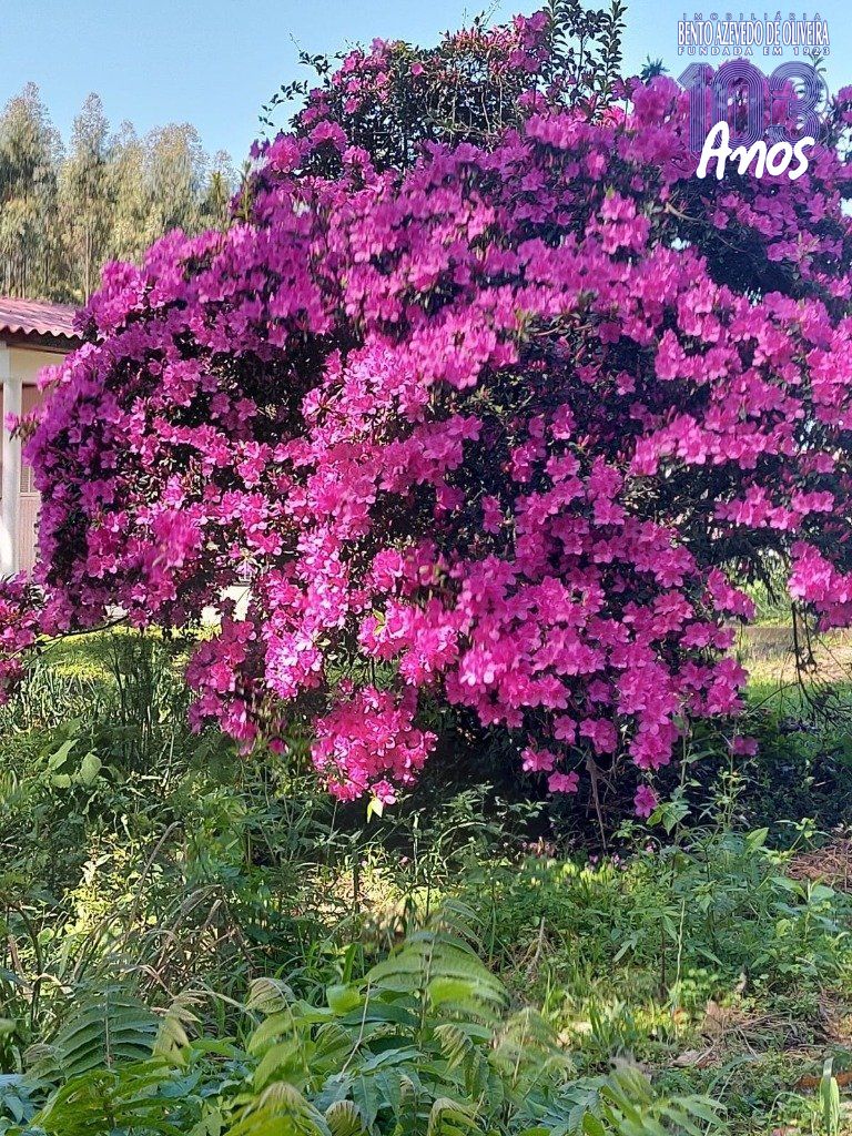 Fazenda, 42 hectares - Foto 73