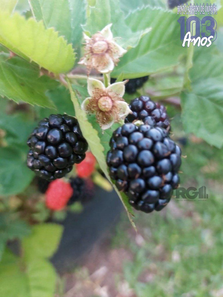 Fazenda, 42 hectares - Foto 46