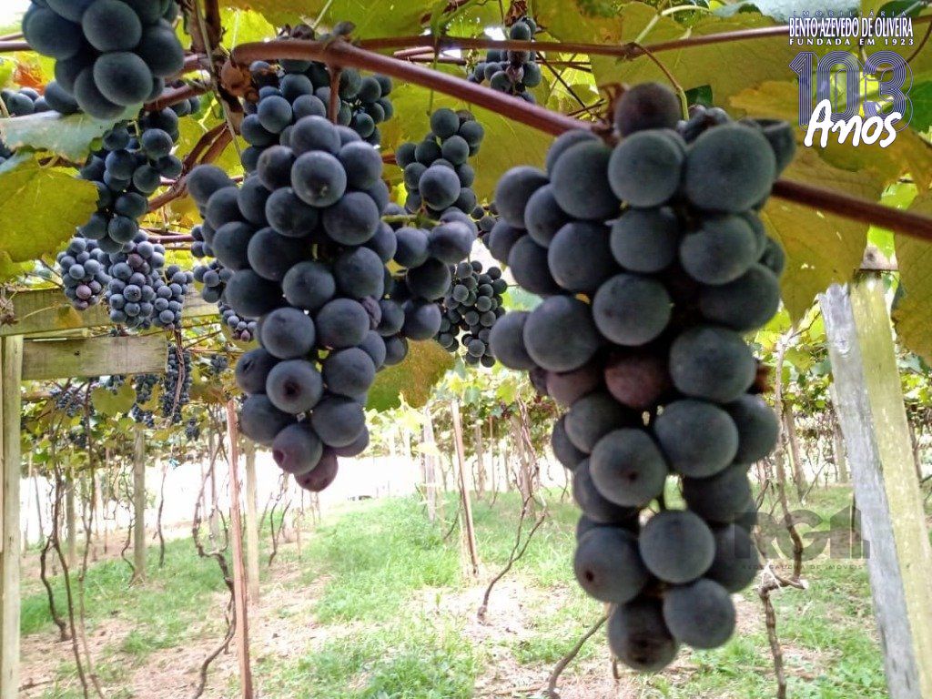 Fazenda, 42 hectares - Foto 17