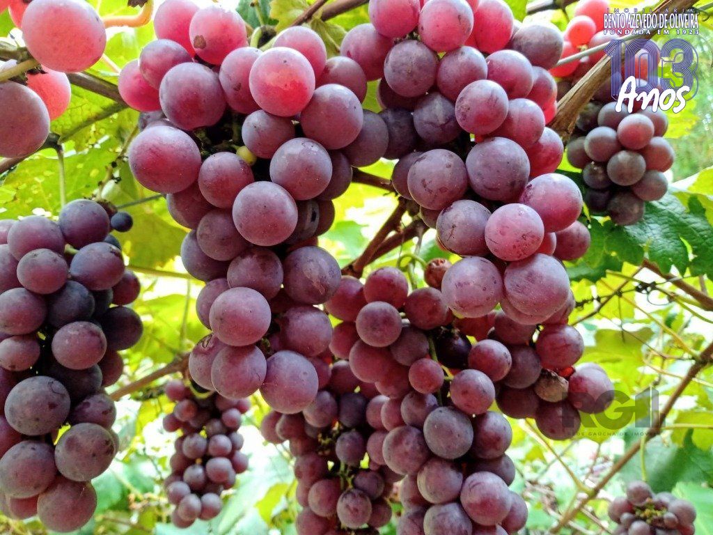 Fazenda, 42 hectares - Foto 40