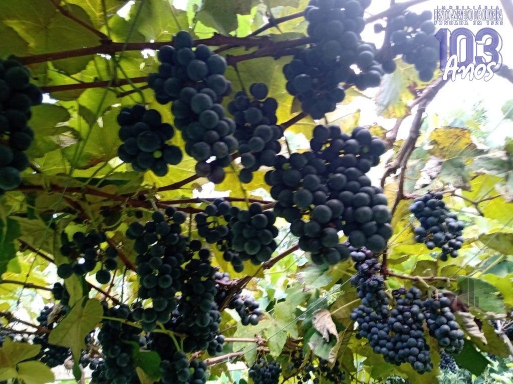 Fazenda, 42 hectares - Foto 38