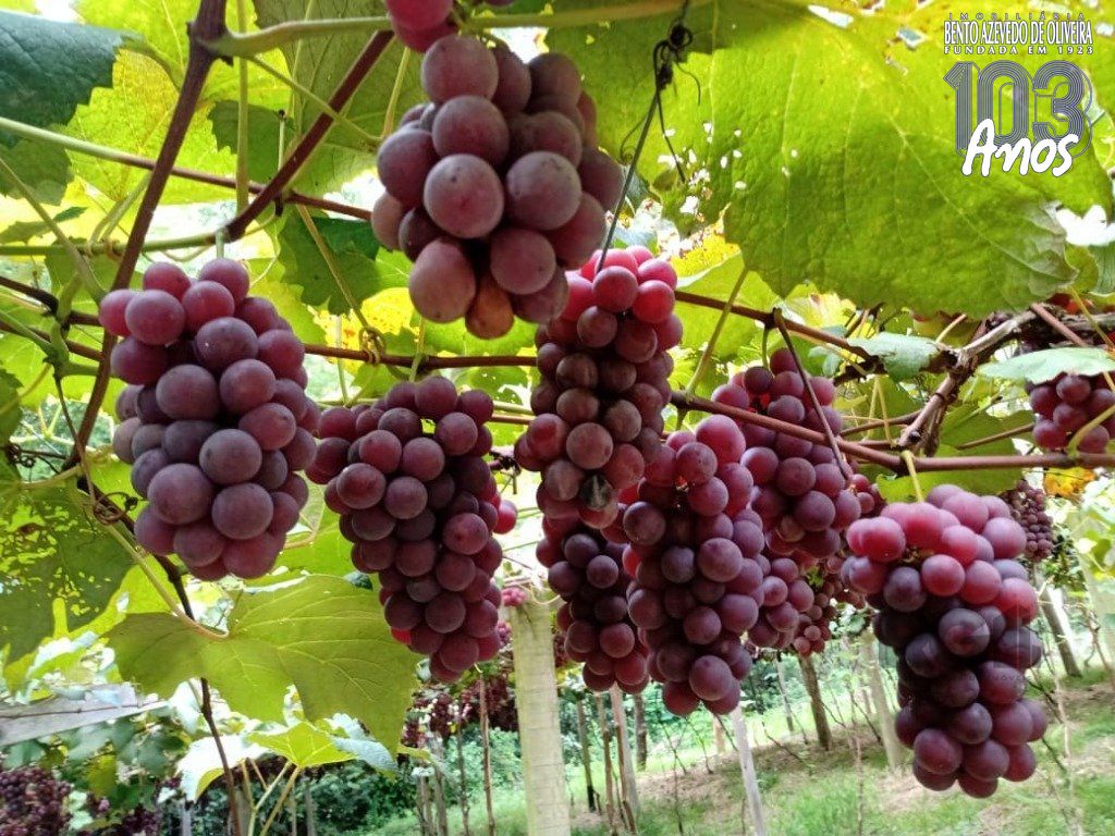 Fazenda, 42 hectares - Foto 75