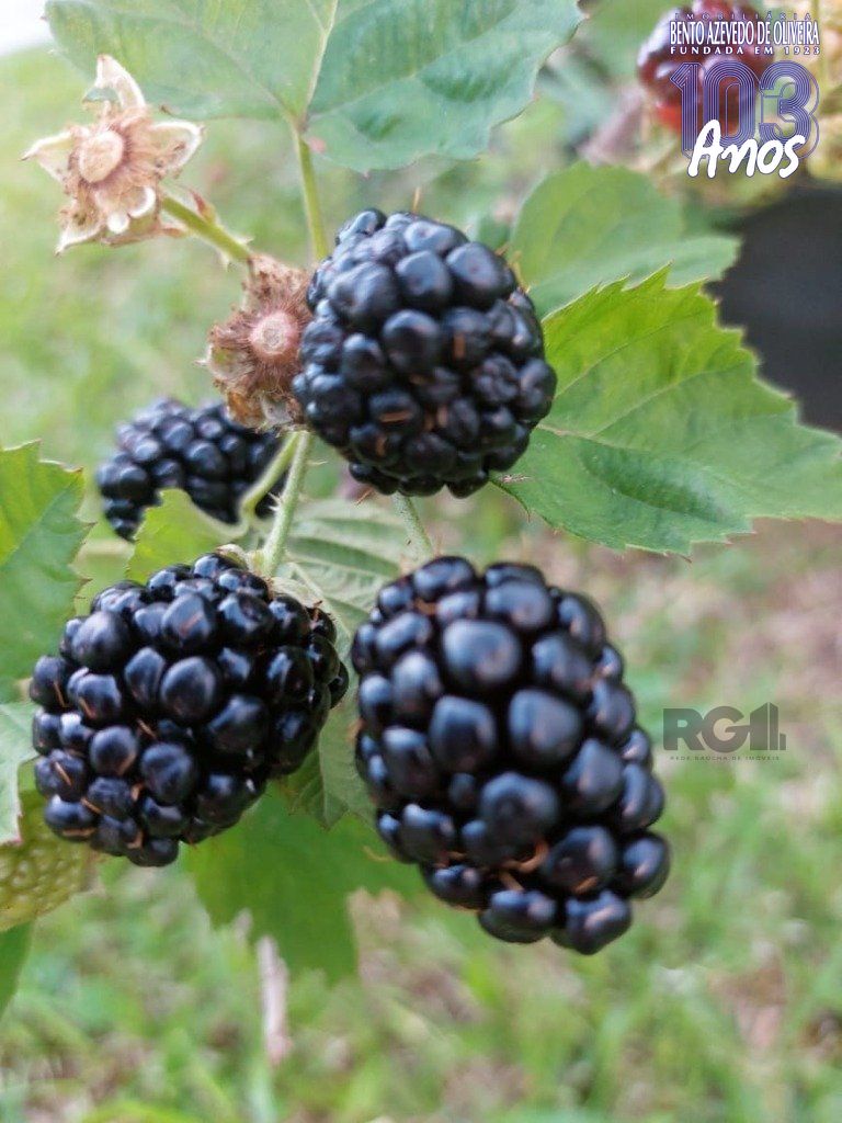 Fazenda, 42 hectares - Foto 37