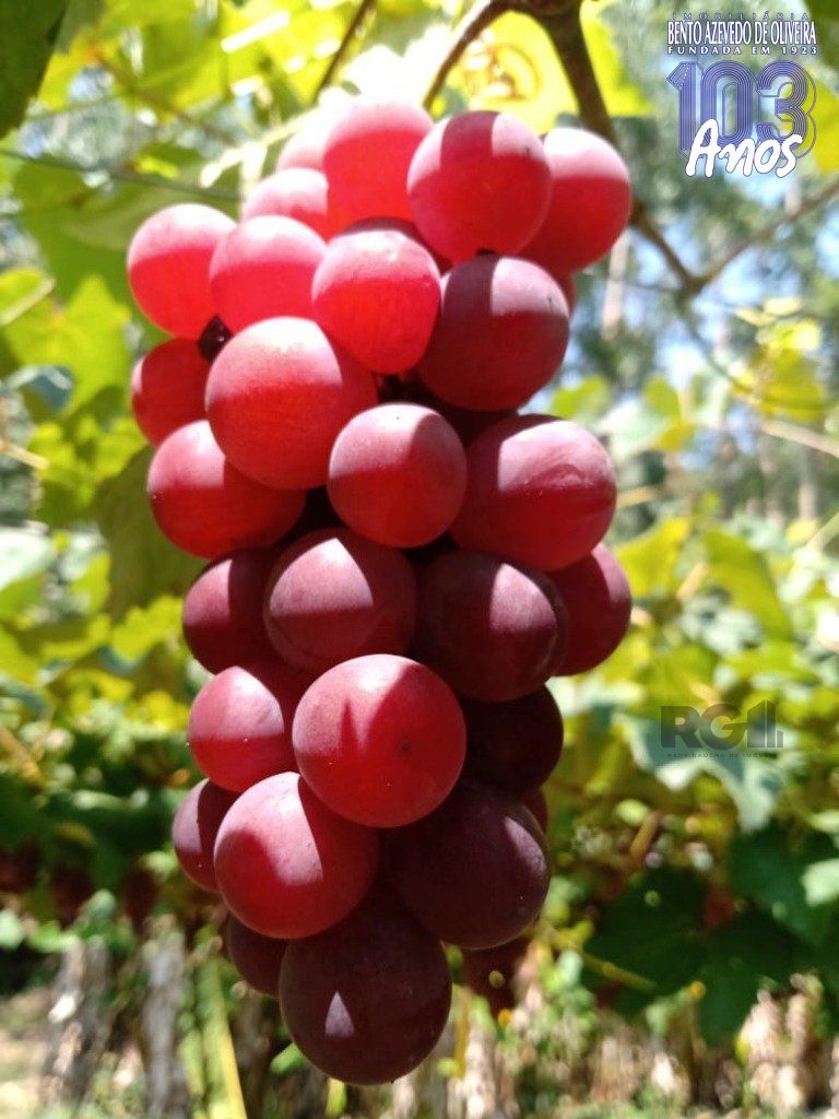 Fazenda, 42 hectares - Foto 6