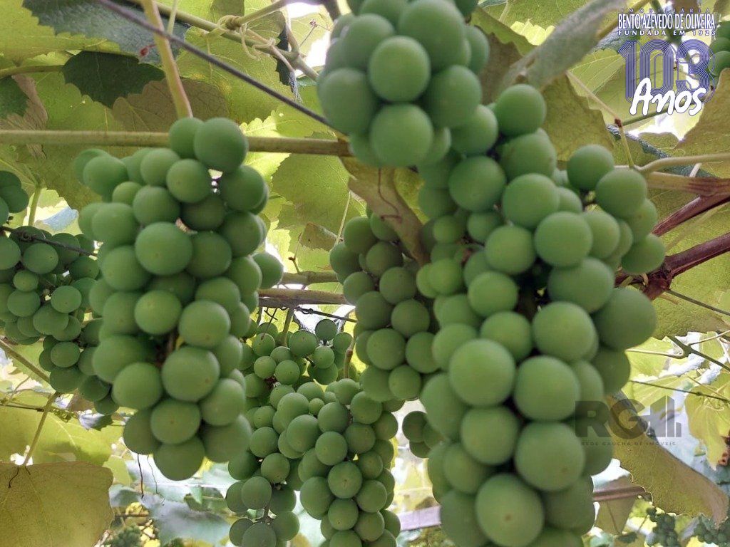 Fazenda, 42 hectares - Foto 44