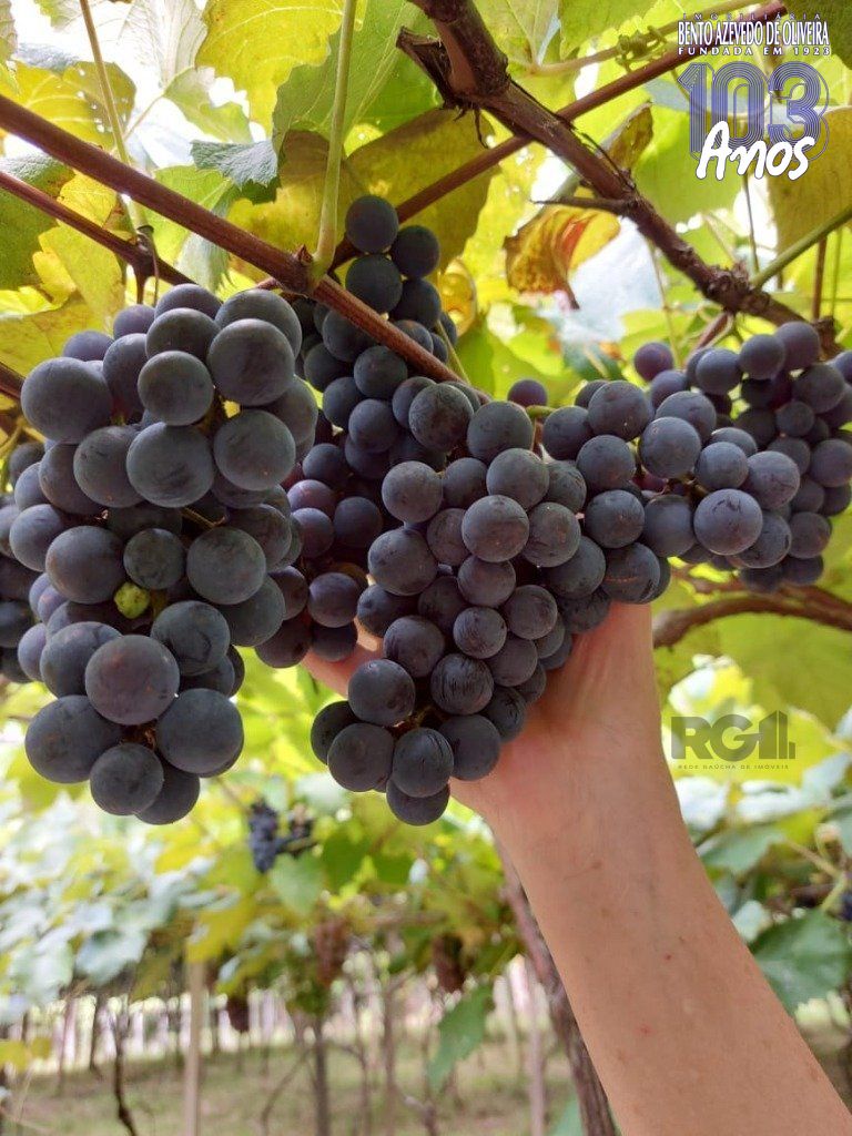 Fazenda, 42 hectares - Foto 20