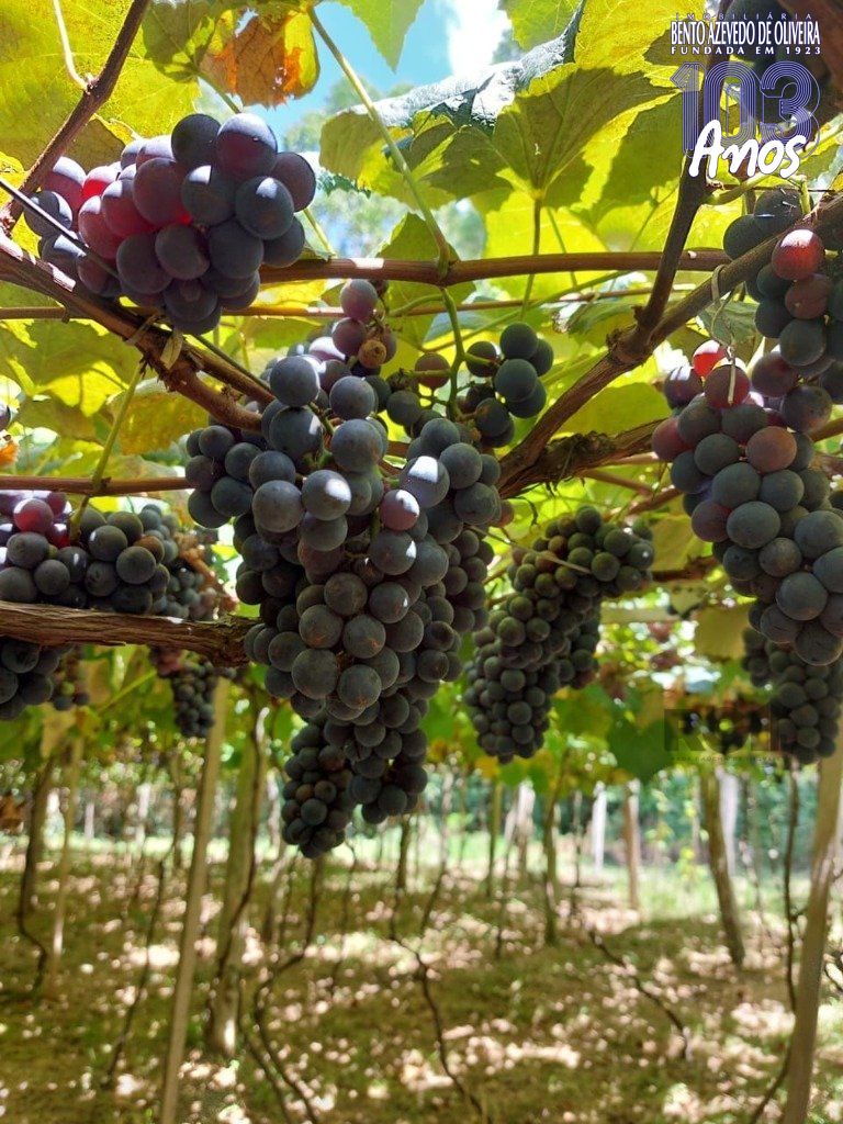Fazenda, 42 hectares - Foto 24