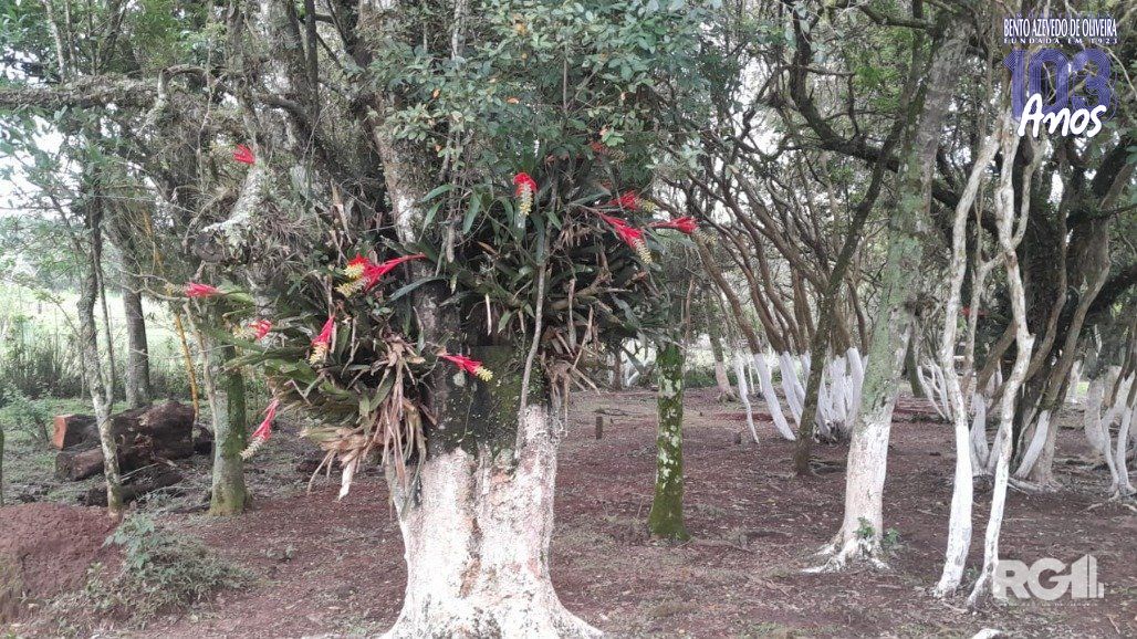 Terreno, 2 hectares - Foto 6