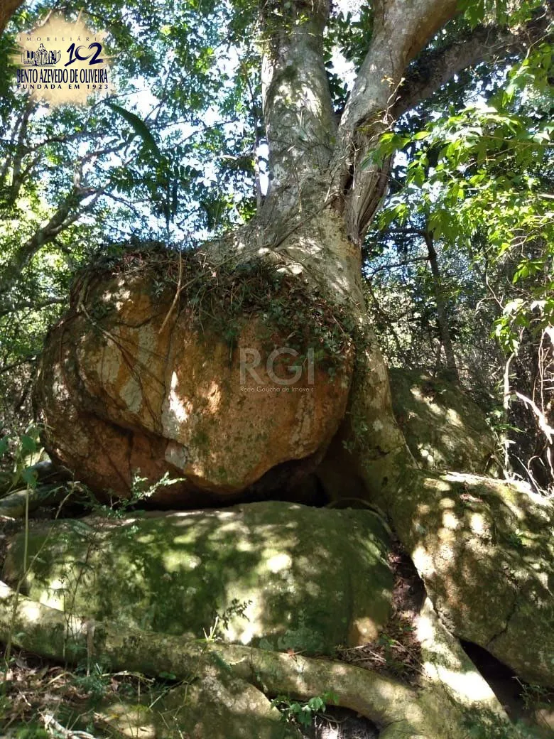 Chácara, 4 quartos, 8 hectares - Foto 9