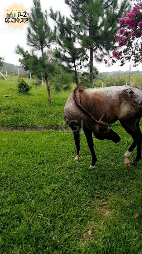 Chácara, 4 quartos, 8 hectares - Foto 36
