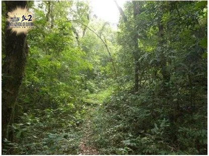 Terreno, 6 hectares - Foto 10