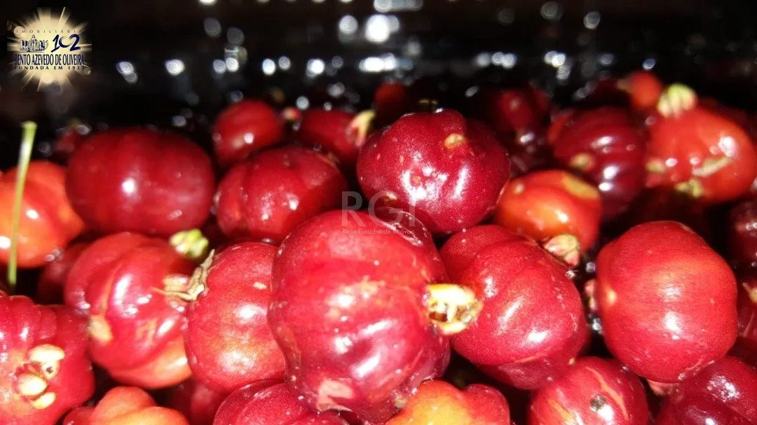 Chácara, 4 quartos, 8 hectares - Foto 39