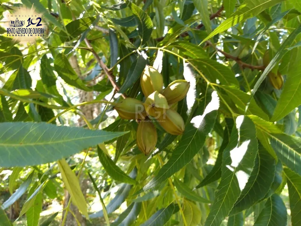 Chácara, 4 quartos, 8 hectares - Foto 8