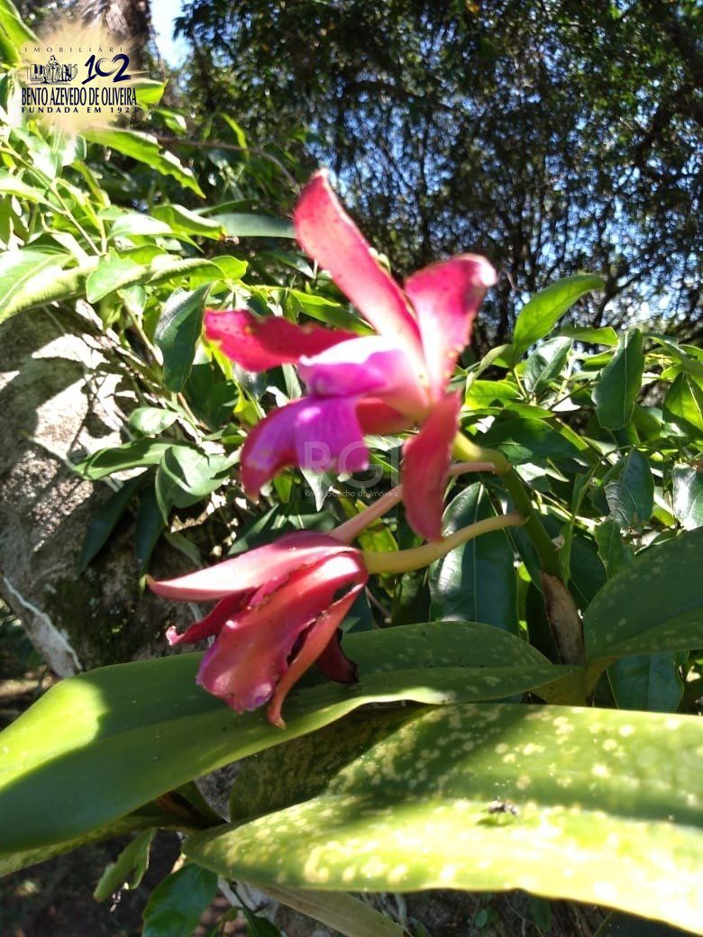 Chácara, 4 quartos, 8 hectares - Foto 31